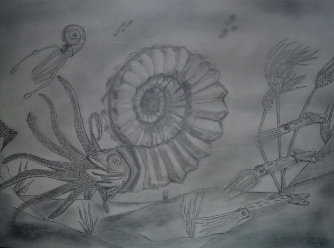 Dibujo ammonites Xdbl1w