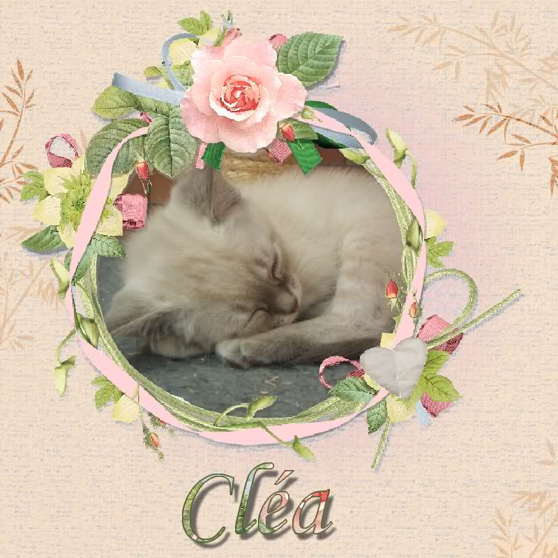 CLEA(chaton croisé siamois) 12519ts