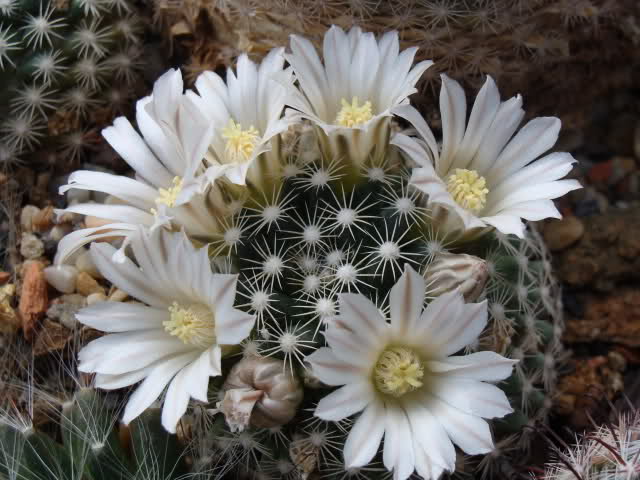 Mammillaria coahuilensis 1ttpxl