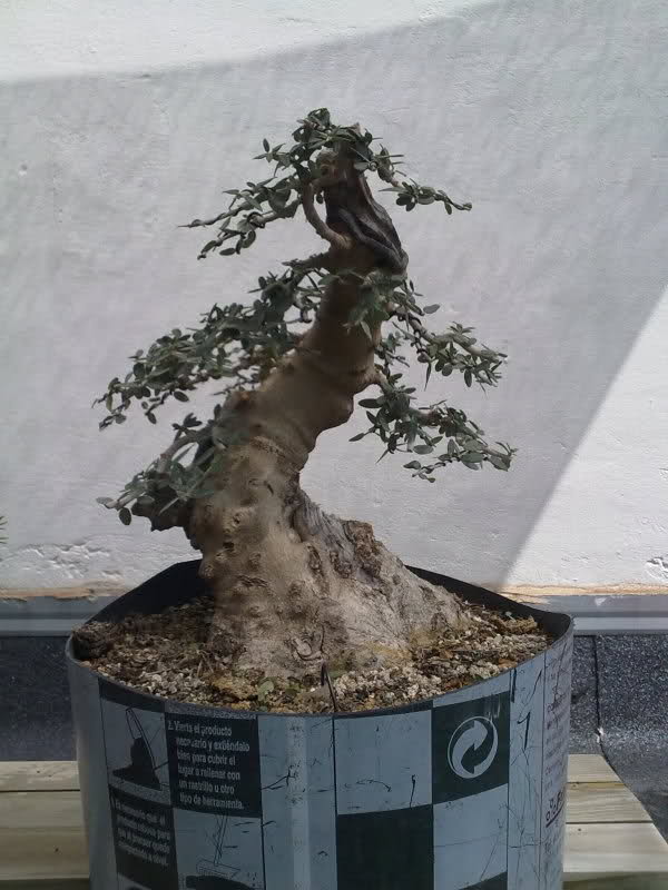 Hello friends!! Olea Silvestris 2hyl66u