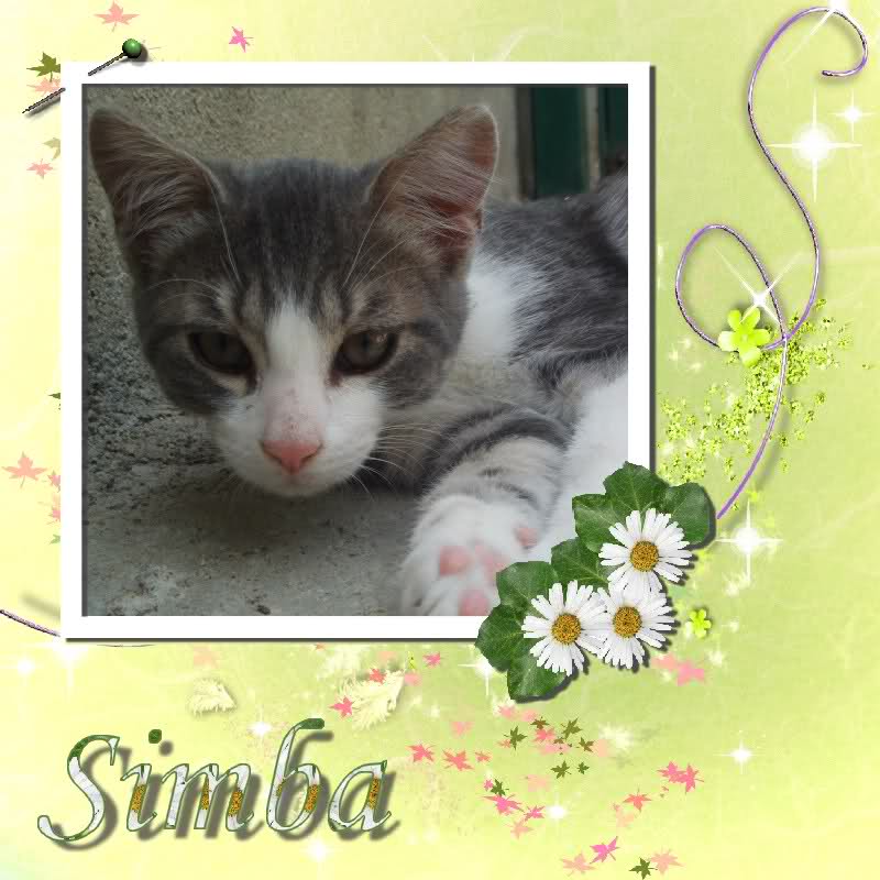 SIMBA (chaton gris et blanc) 2llzscn