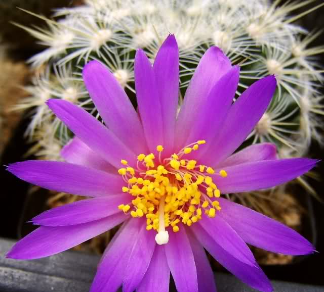 Mammillaria deherdtiana P 328 2rw01zp