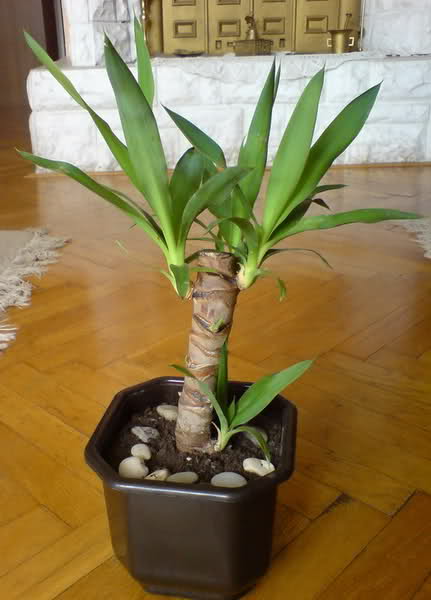 Juka,drvo zivota (yucca elephantipes) 2z5rbfc