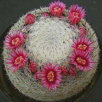 Mammillaria pseudoperbella ( Quehl) Kapvy9