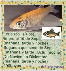 Guia de bichos y peces de mayo Migui1