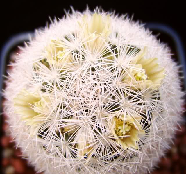 Mammillaria magallanii Sooeqh