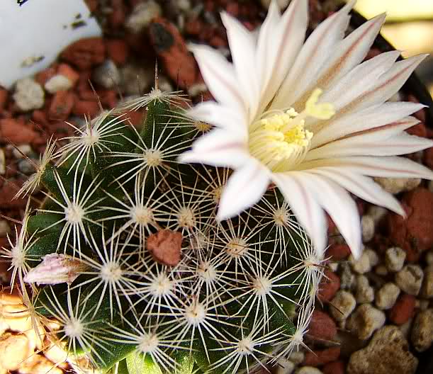 Mammillaria coahuilensis 14e1cu0