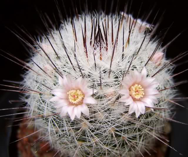 Mammillaria chionocephala Rog 090 28t7ymh