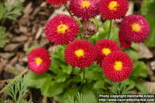 Bellis perenis- Ukrasna tratinčica 2q8vs3o