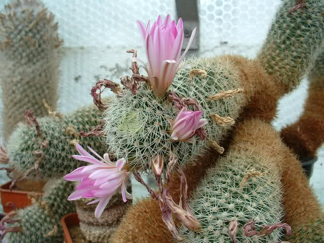 Mammillaria napina 2qnb7gl