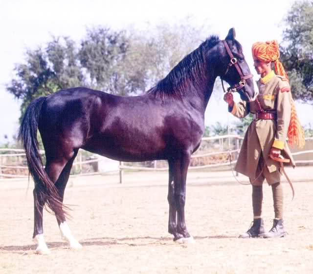 Marwari konj 5v65y1