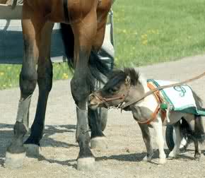 Kleinstes Pferd der Welt! Nozgbo