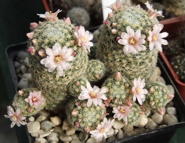 Mammillaria schiedeana ssp. giselae 295yezt