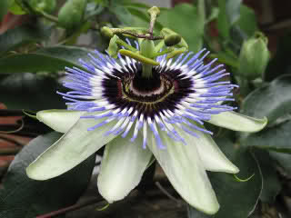 Passiflora- Isusova kruna 2duhxub