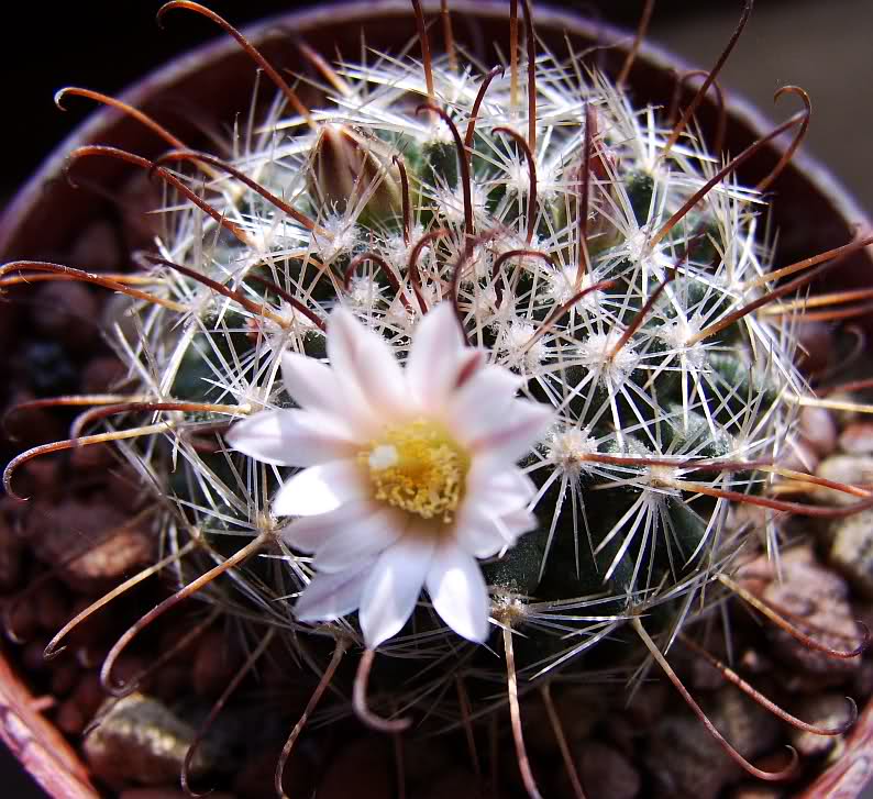 Mammillaria weingartiana 2gudt2t