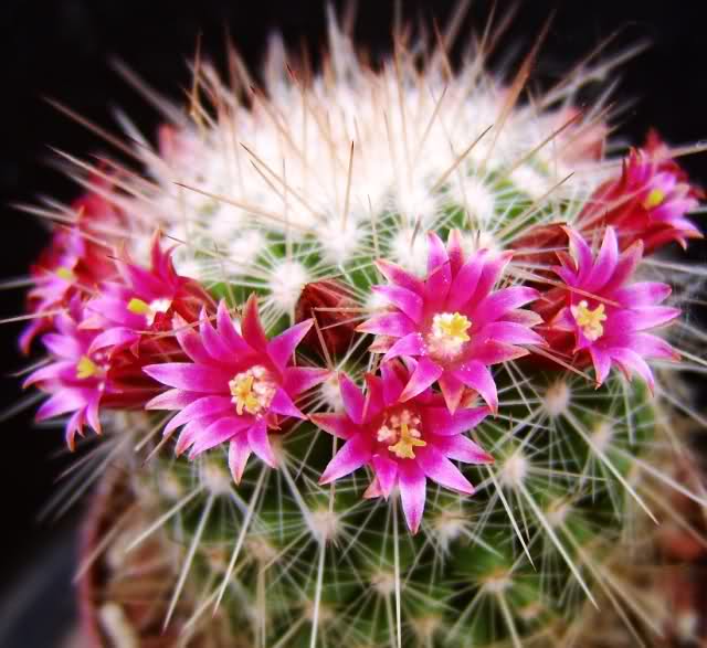 Mammillaria meyranii v. michoacana MG 776,3 34f0j7c