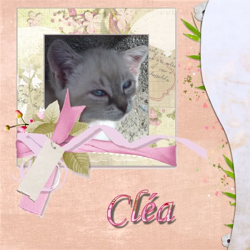 CLEA(chaton croisé siamois) Ay4xf