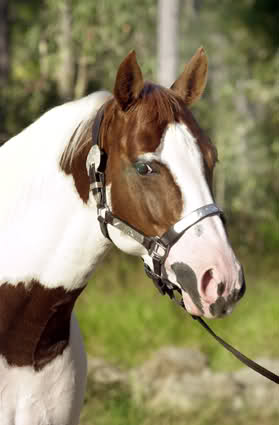 Paint horse Ve4whw