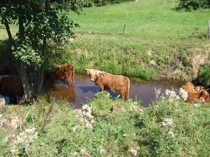 Les vaches bleues de Commercy et autres curiosités.. 10mpwuh