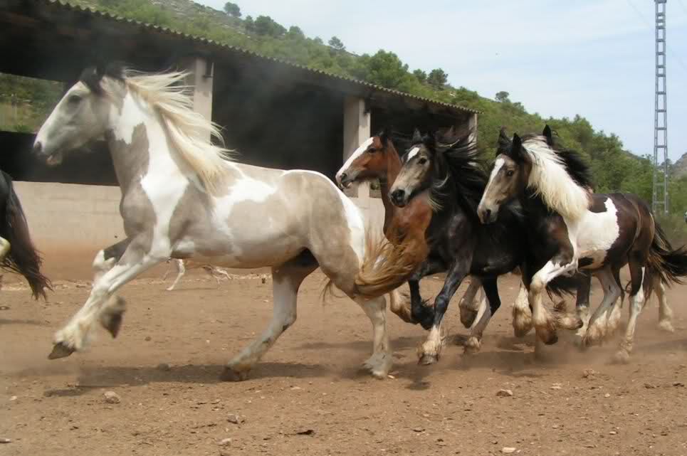 Fondos de caballos. 20pbkls