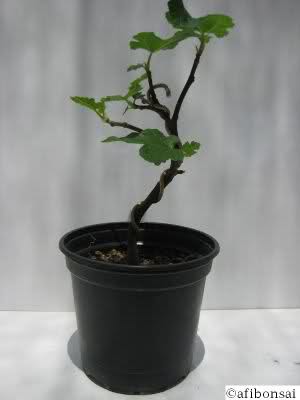 BONSAI DE HIGUERA A PARTIR DE SEMILLAS 2qn06pu