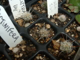 Mammillaria tetrancistra SB 691 2yo6a0z