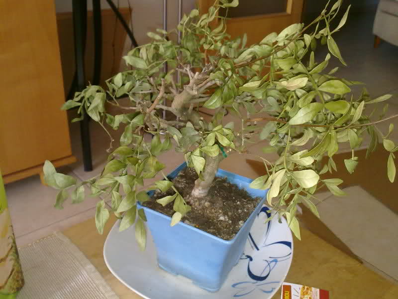 pistacia lenticus sele arugan las hojas 33ygysx