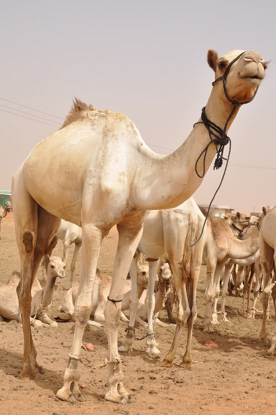  صور ومناظر من السودان  B5qlie