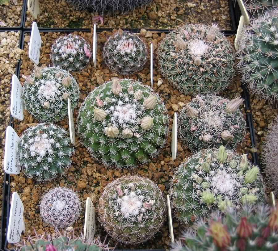 Mammillaria gaumeri Vdmyyb