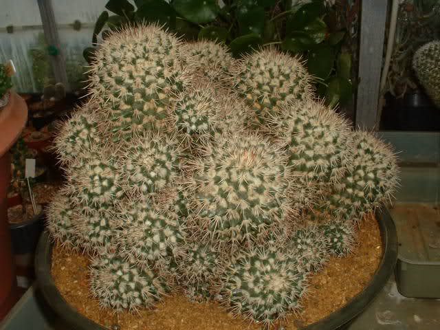 Mammillaria eichlamii