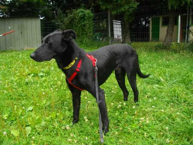 Couqui, croisé Beauceron - ADOPTÉ 169pzmb