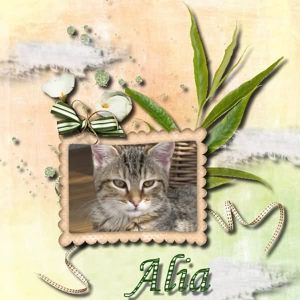 ALIA (chaton tigré clair) 2my0p3a