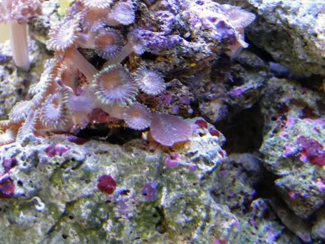 SERA Biotop 130 Nano Reef - LPS e Moles 2namzog