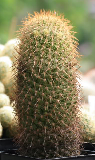 Mammillaria eriacantha
