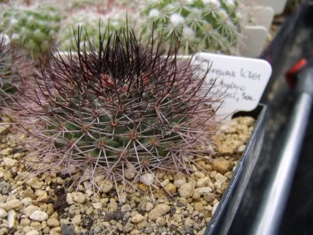 Mammillaria sonorensis K 301 El337n