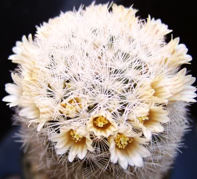 Mammillaria magallanii Fx5dsg