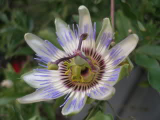 Passiflora- Isusova kruna Oqyn7s