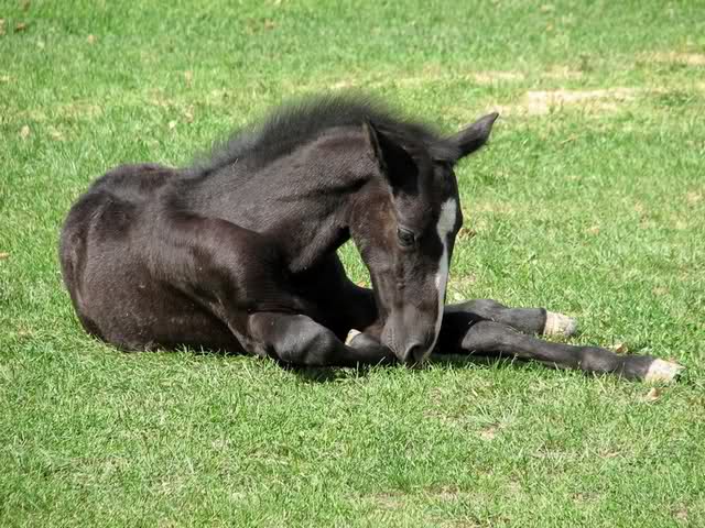 Lipicanski konj-royal among the horses Szctac