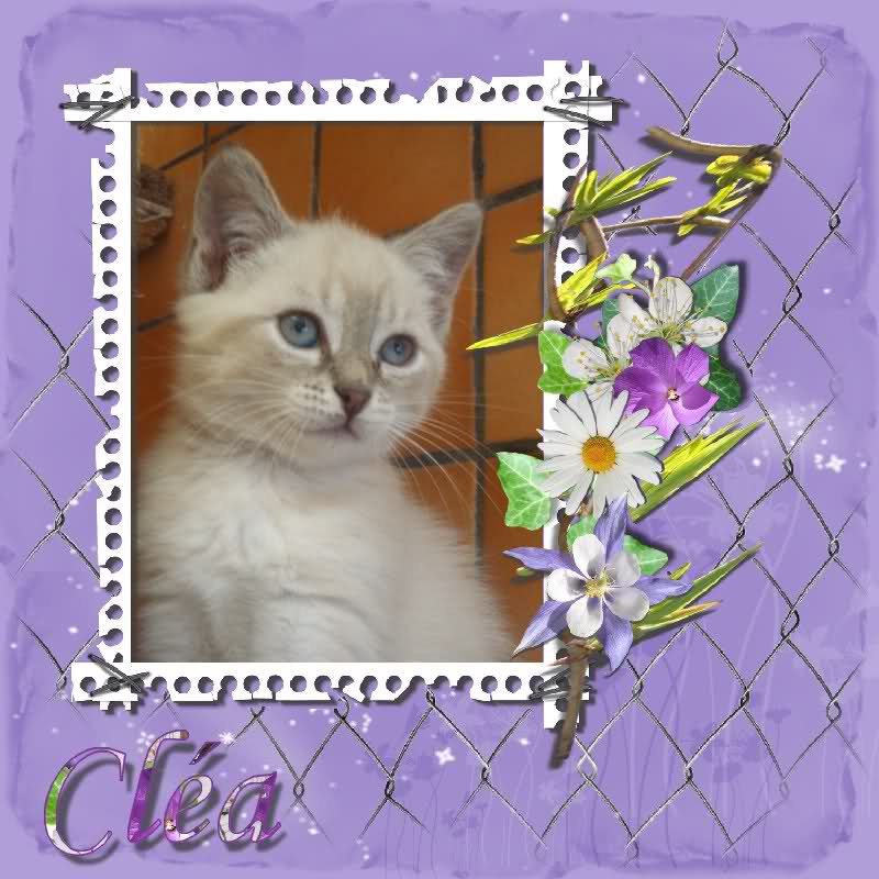 CLEA(chaton croisé siamois) 333ekuf