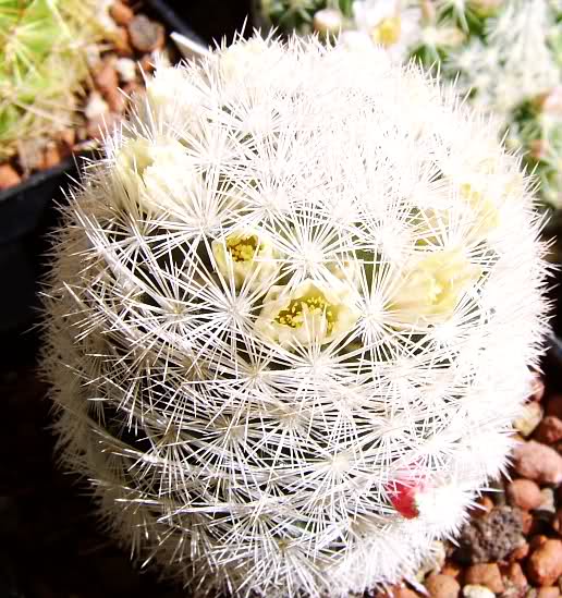 Mammillaria magallanii v. hamatispina Rog 088