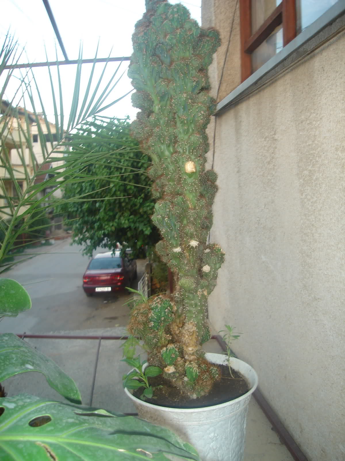 Kaktus Orijus
