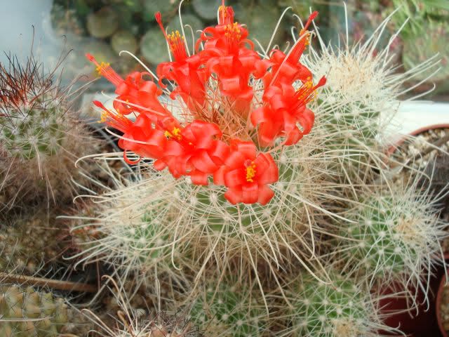 Mammillaria setispina