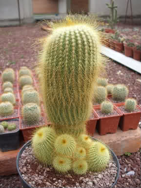 Nuestros Cactus Y Sucus - Página 17 11vnqc1