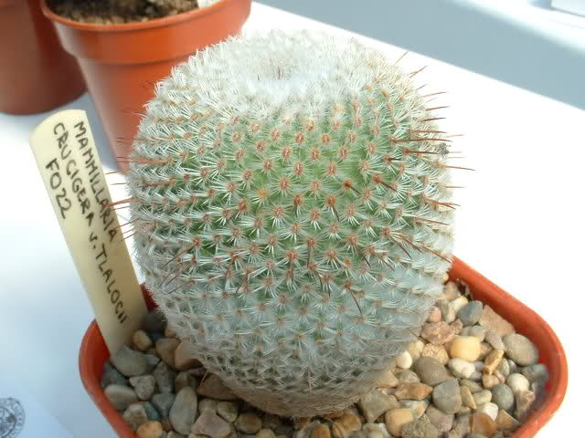 Mammillaria crucigera ssp tlalocii FO-229 21e80m1