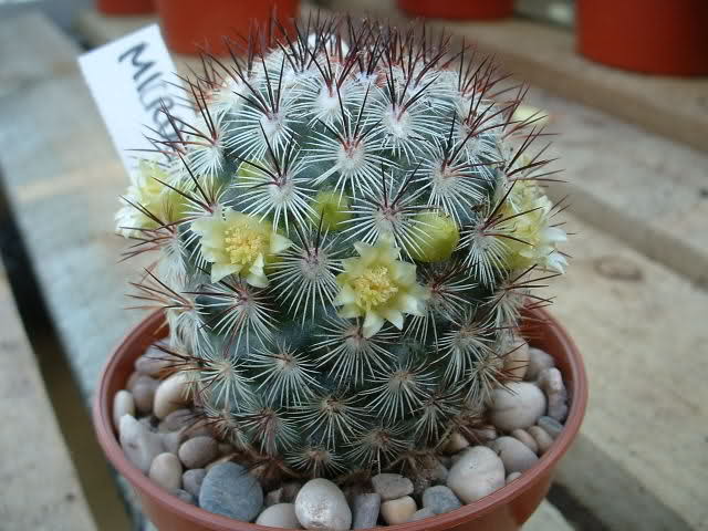 Mammillaria droegeana / microhelia 25i8cwl