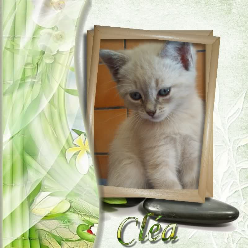 CLEA(chaton croisé siamois) 25irk8o