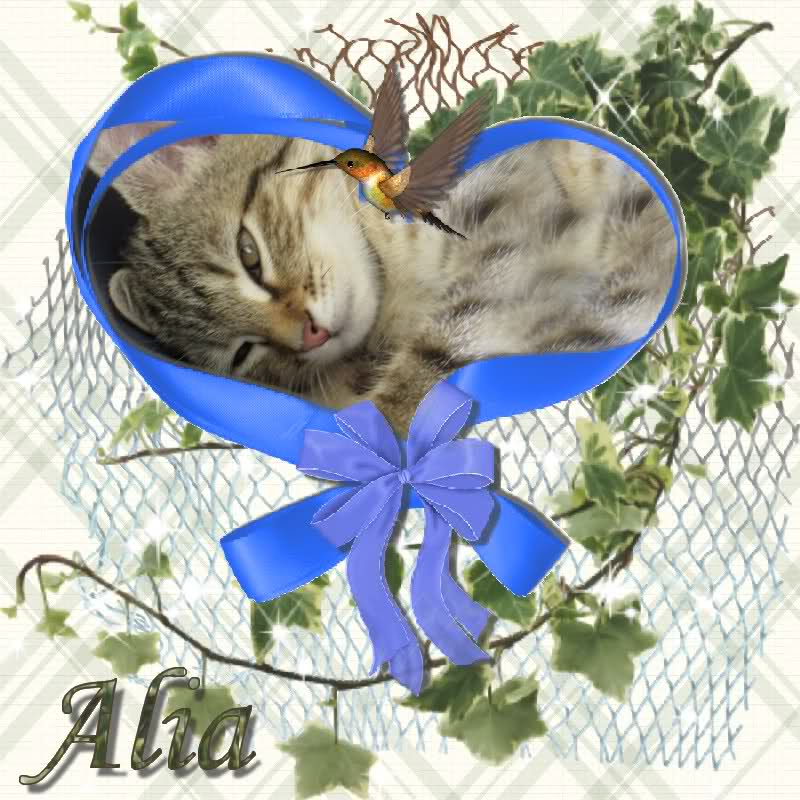 ALIA (chaton tigré clair) 65ooyv