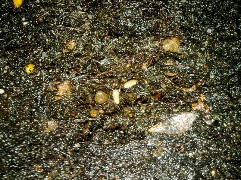 pistacia lenticus sele arugan las hojas Bf13bk