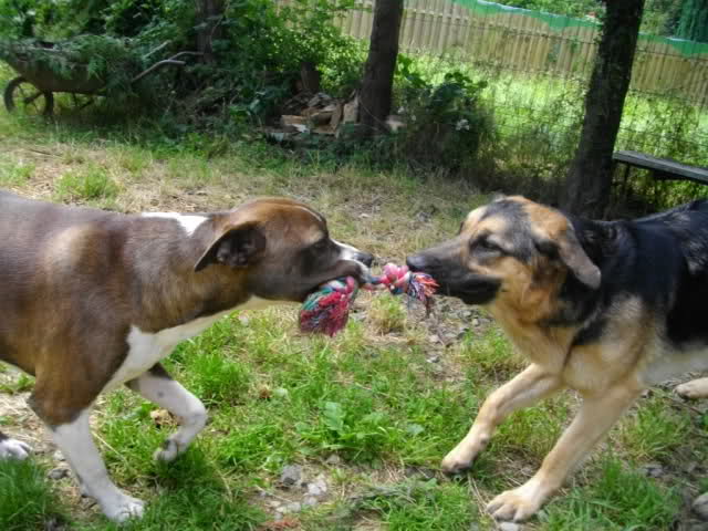 Chien qui va devenir 1ère catégorie T63u3m