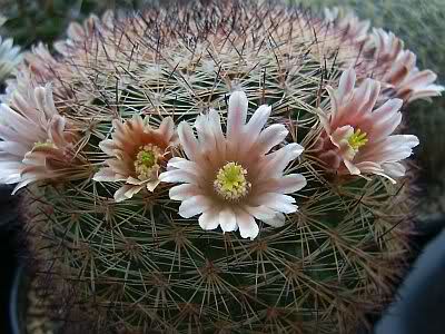 Mammillaria pachycylindrica ( Backeberg ) Znajw8